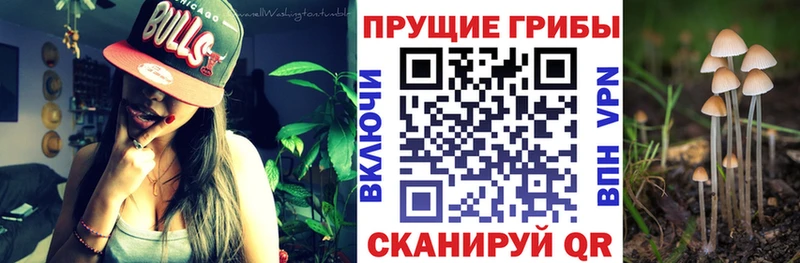 Псилоцибиновые грибы Psilocybine cubensis  Нефтекамск 
